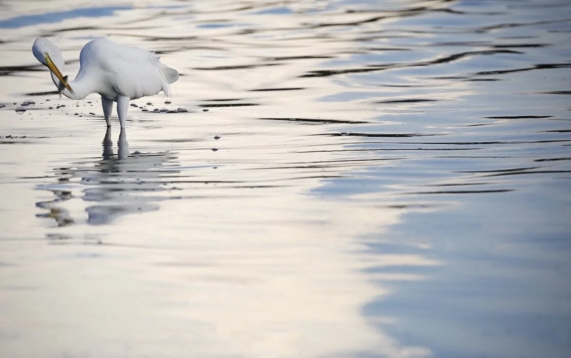 White Egret 23