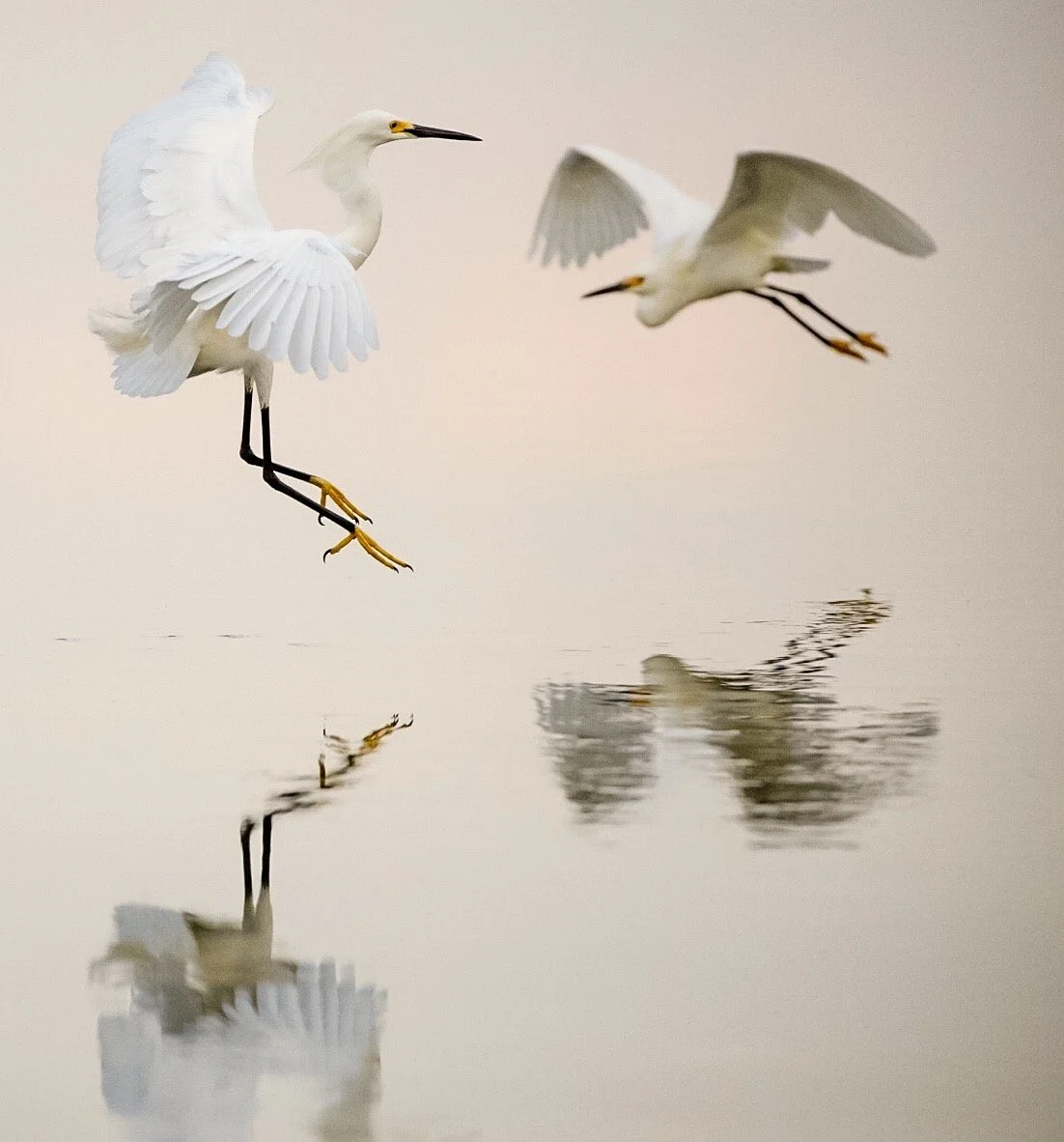 White Egrets 84