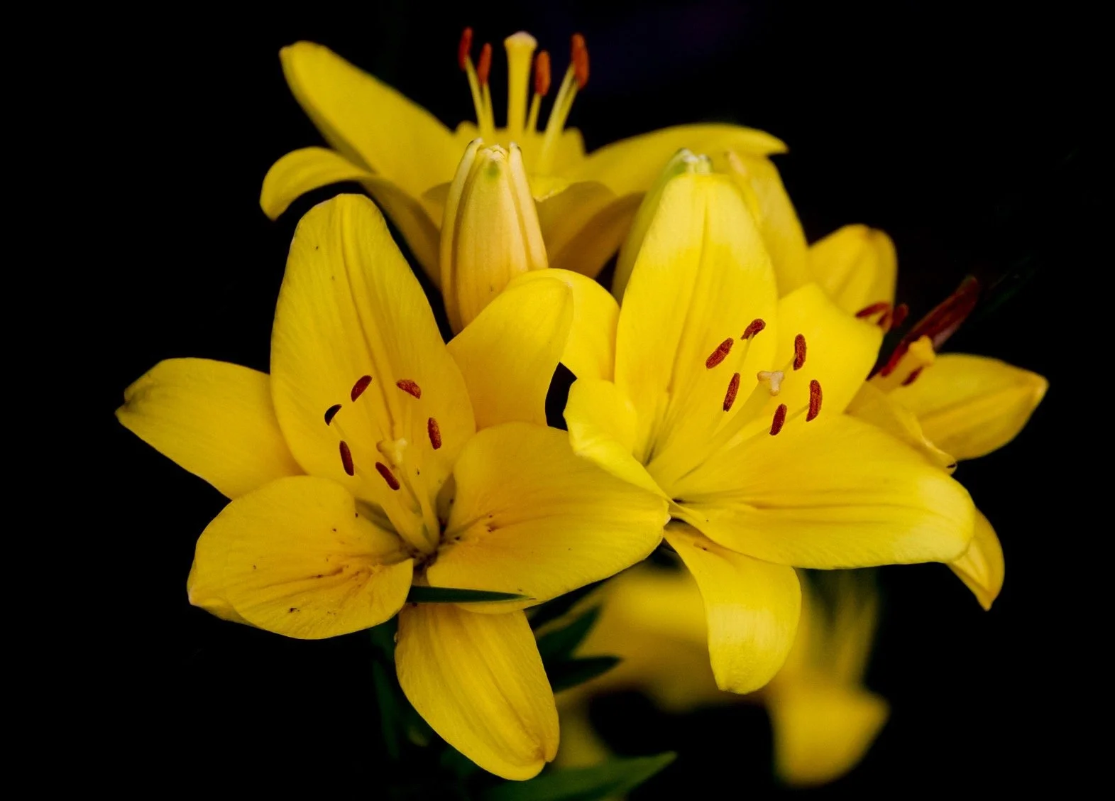 Asiatic Lily Flowers 38