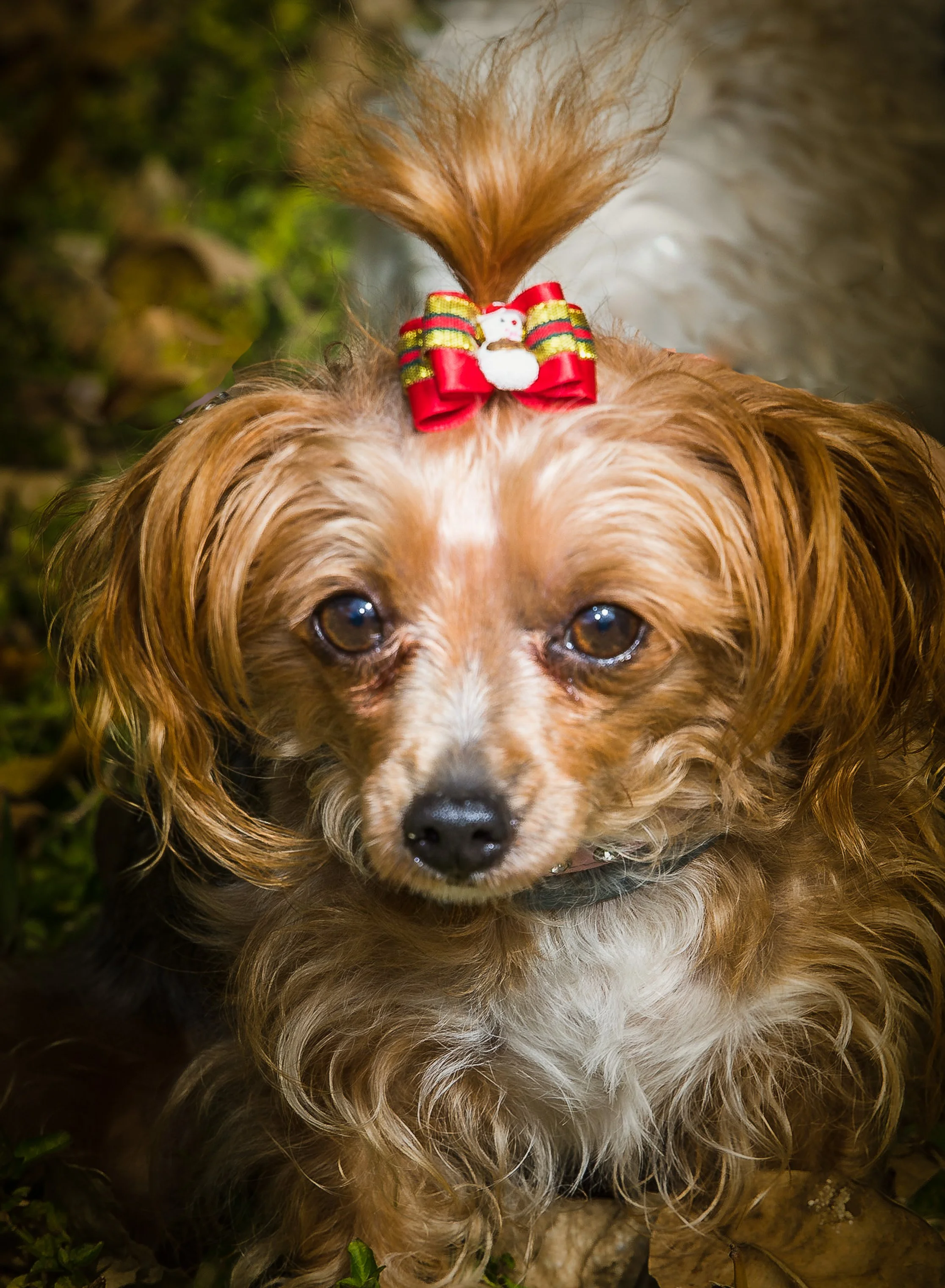 Close-up of a small dog with brown curly fur, wearing a red, yellow, and green striped bow tie with a small white plush snowman in the center, outdoors on the ground with green grass and brown leaves.
