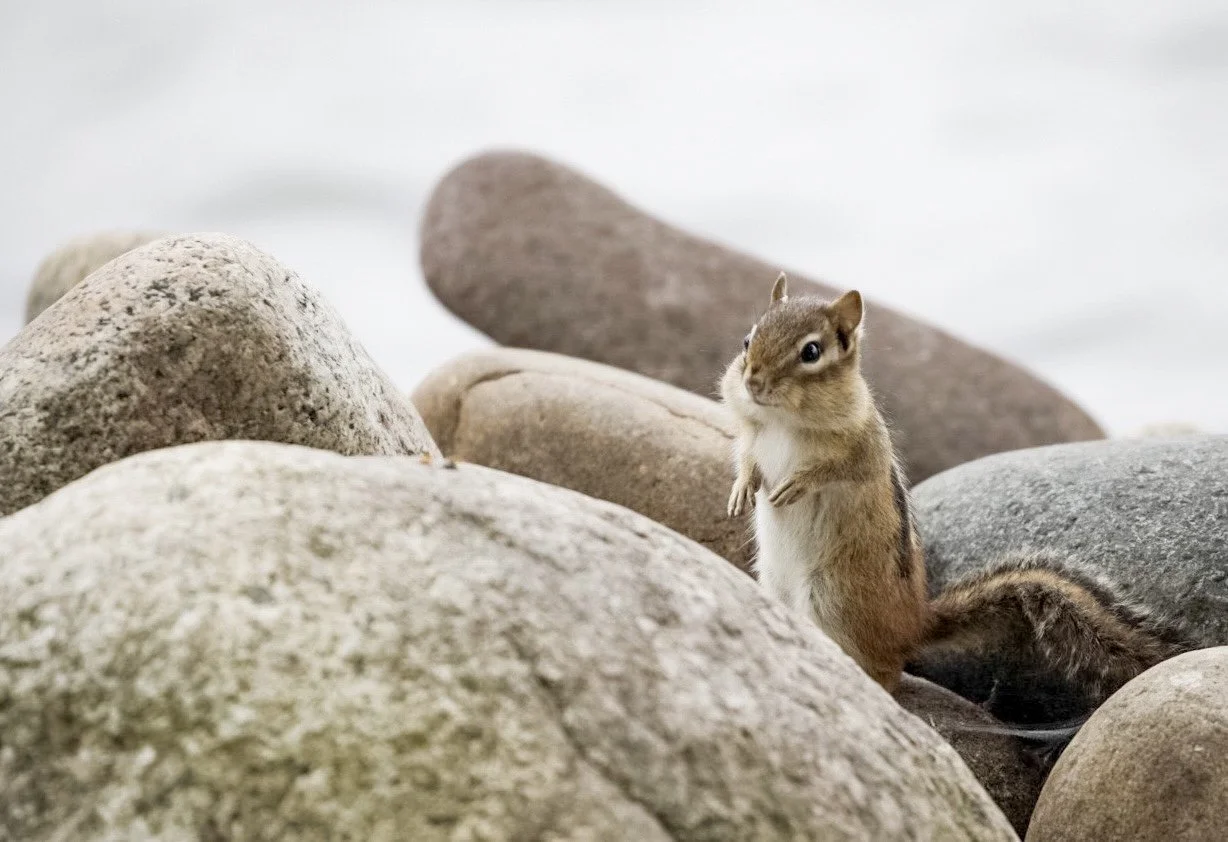 Squirrel 34