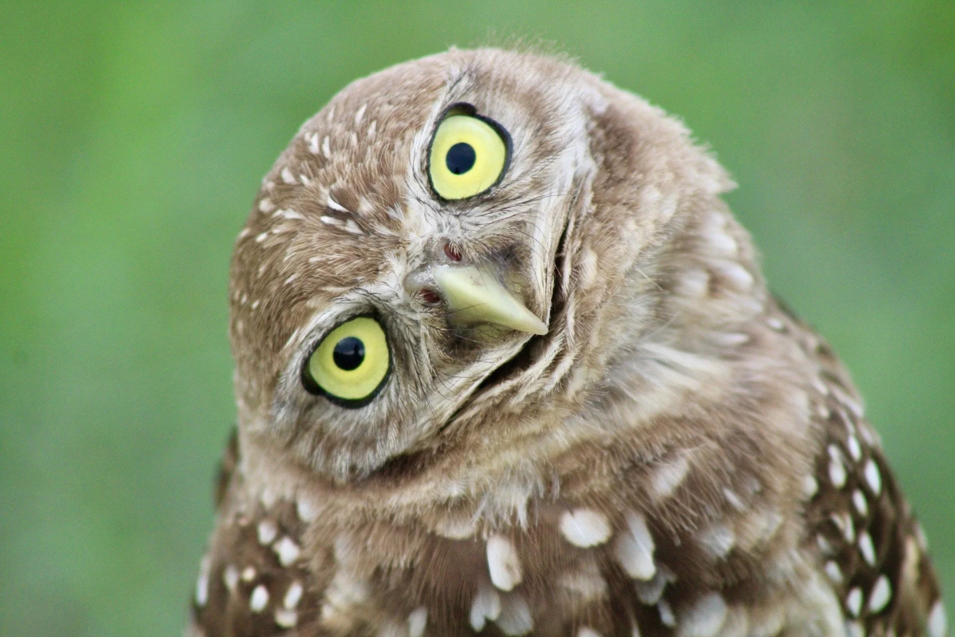 Close-up of a brown owl with yellow eyes and white speckles on its feathers, tilting its head against a green background.