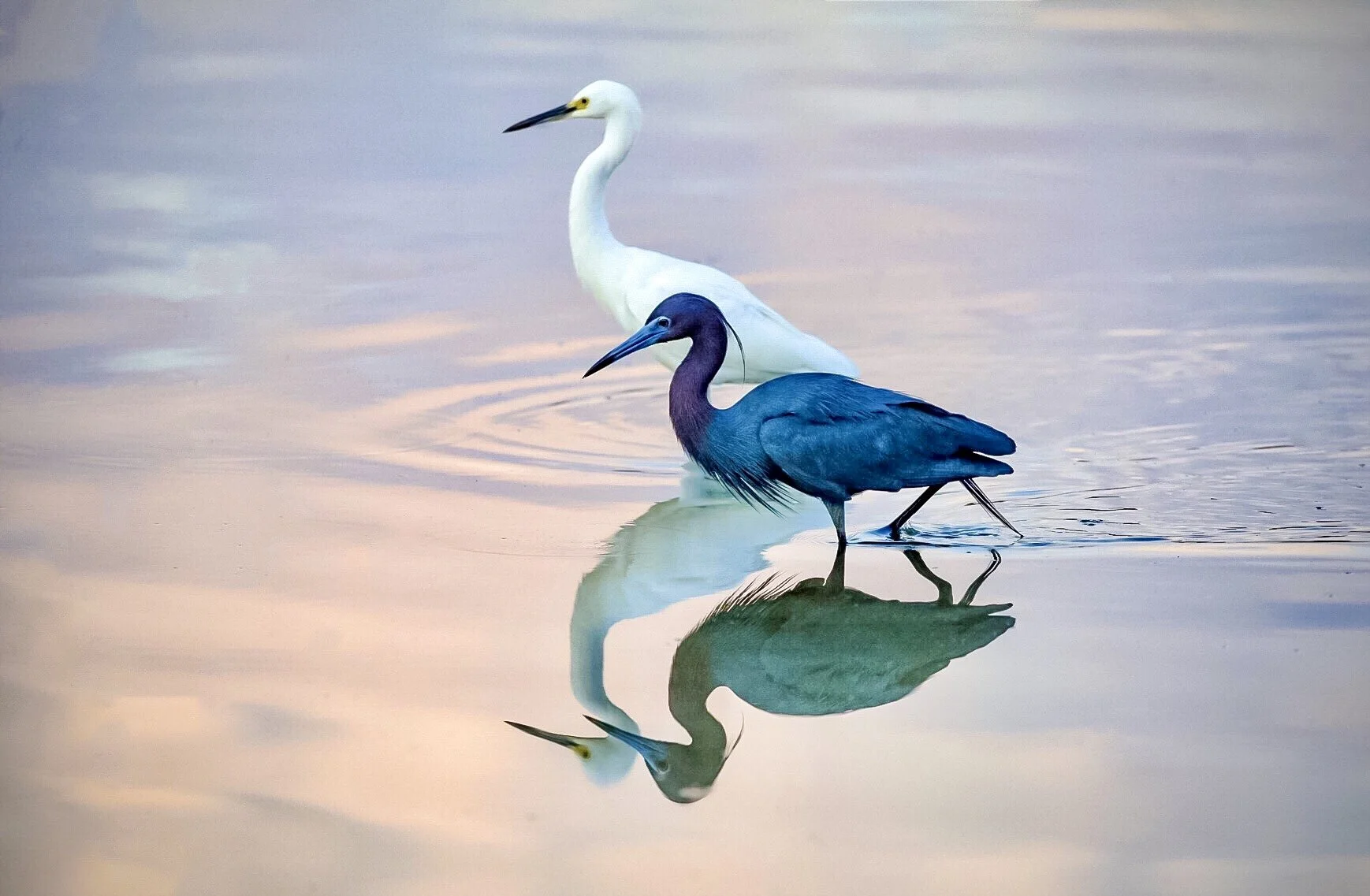 Egrets 32