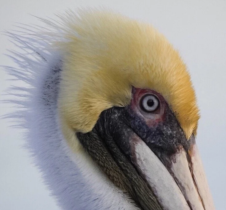 Pelican 3