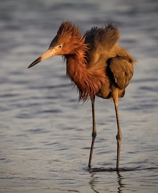 Reddish Egret 50