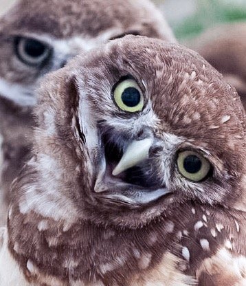 Burrowing Owls 17