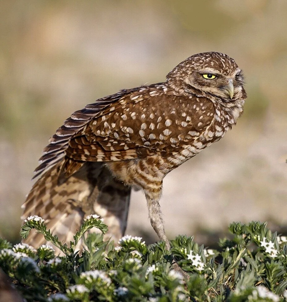 Burrowing Owl 32
