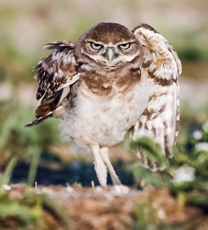 Burrowing Owl 33