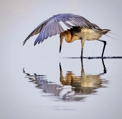 Reddish Egret 86