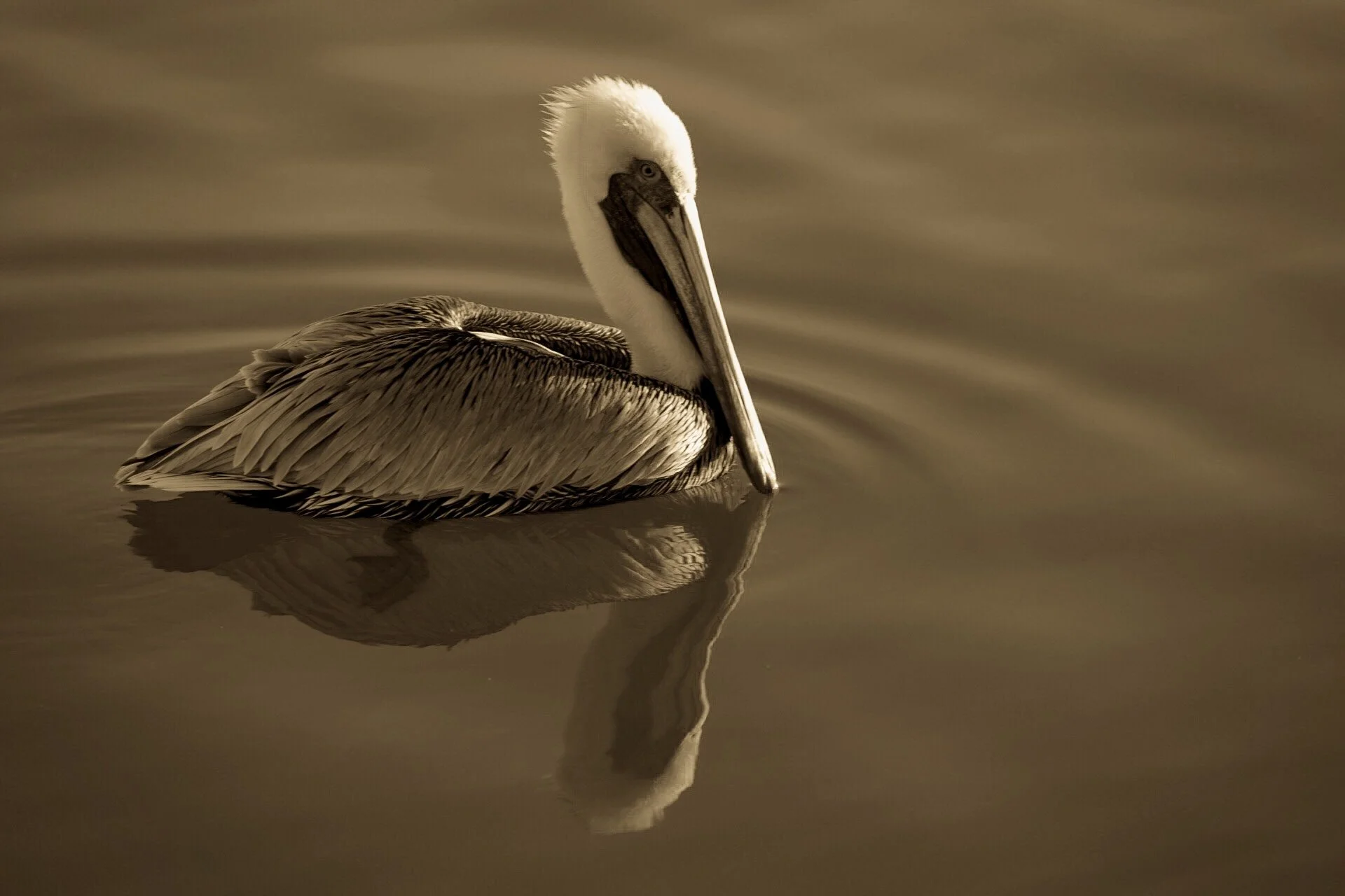 Pelican 14