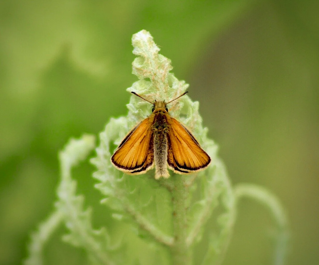 Moth 14