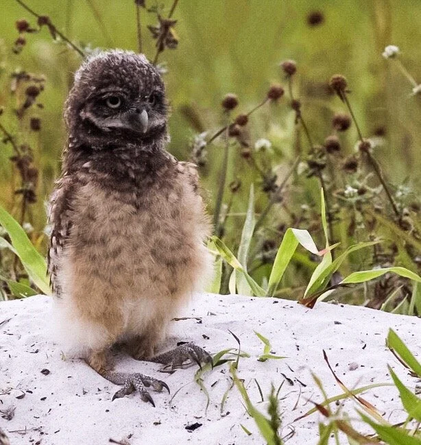 Baby Burrowing Owl 25