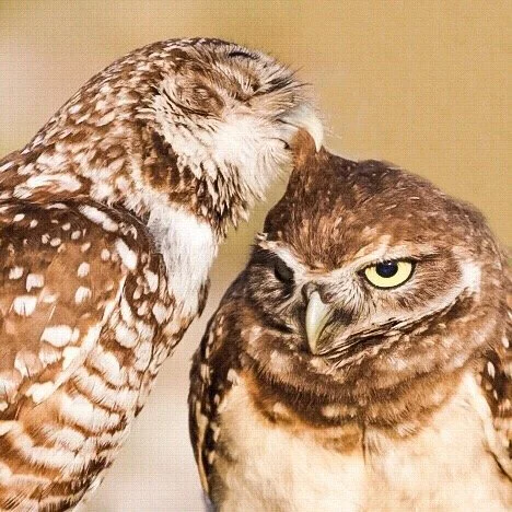 Burrowing Owls 19