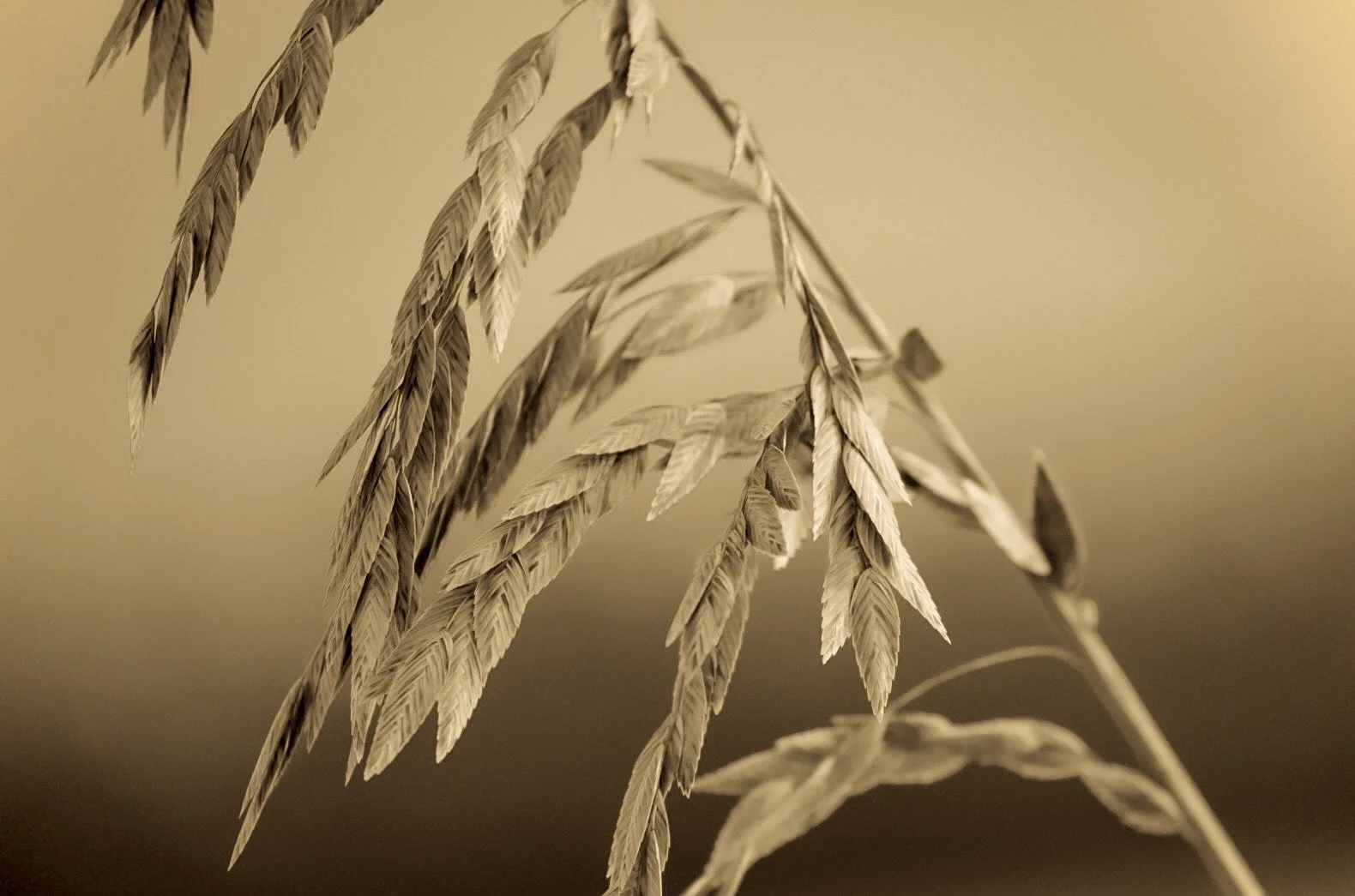 Sea Oats 4