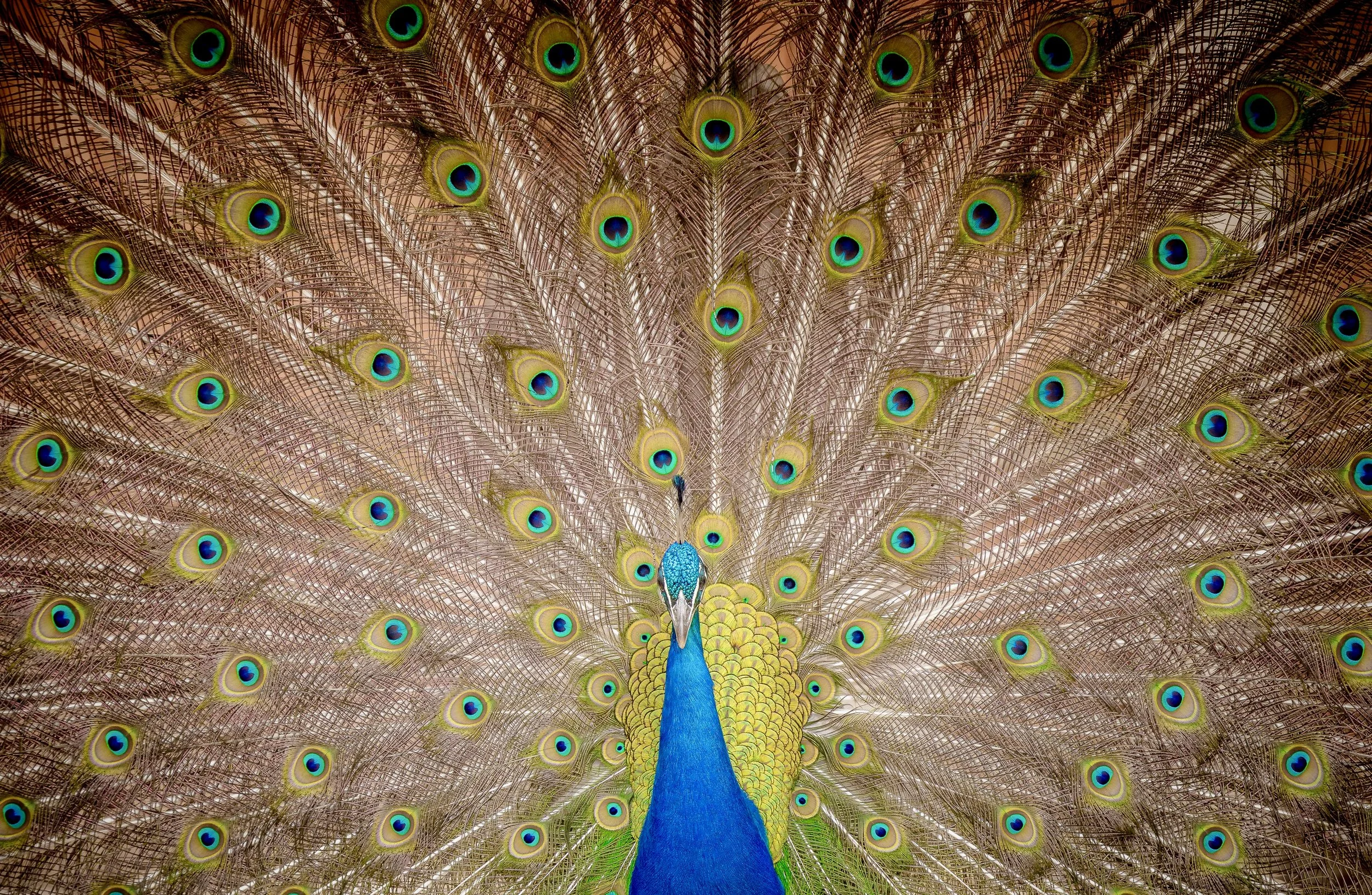Peacock 23