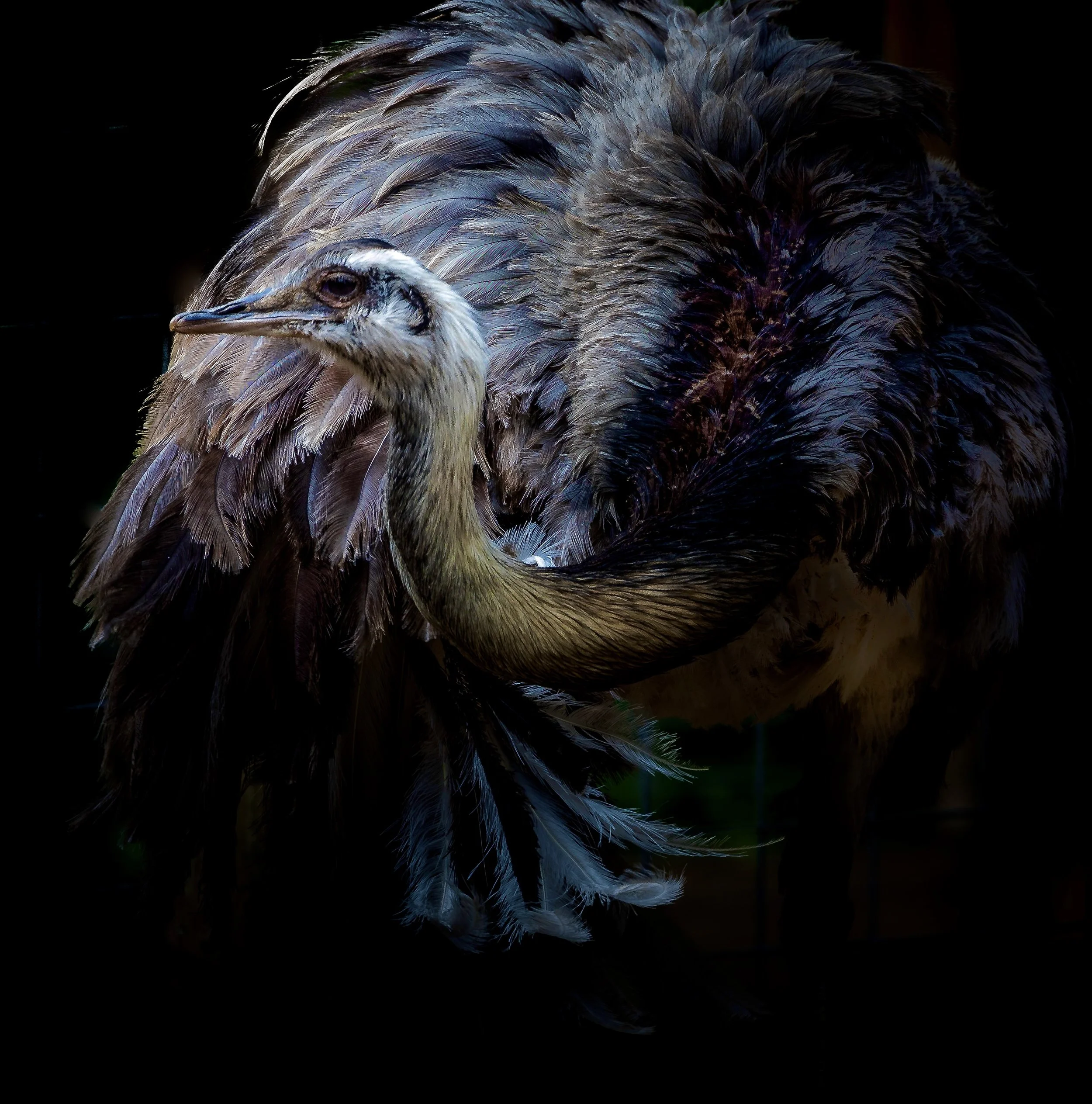 Greater Rhea 17