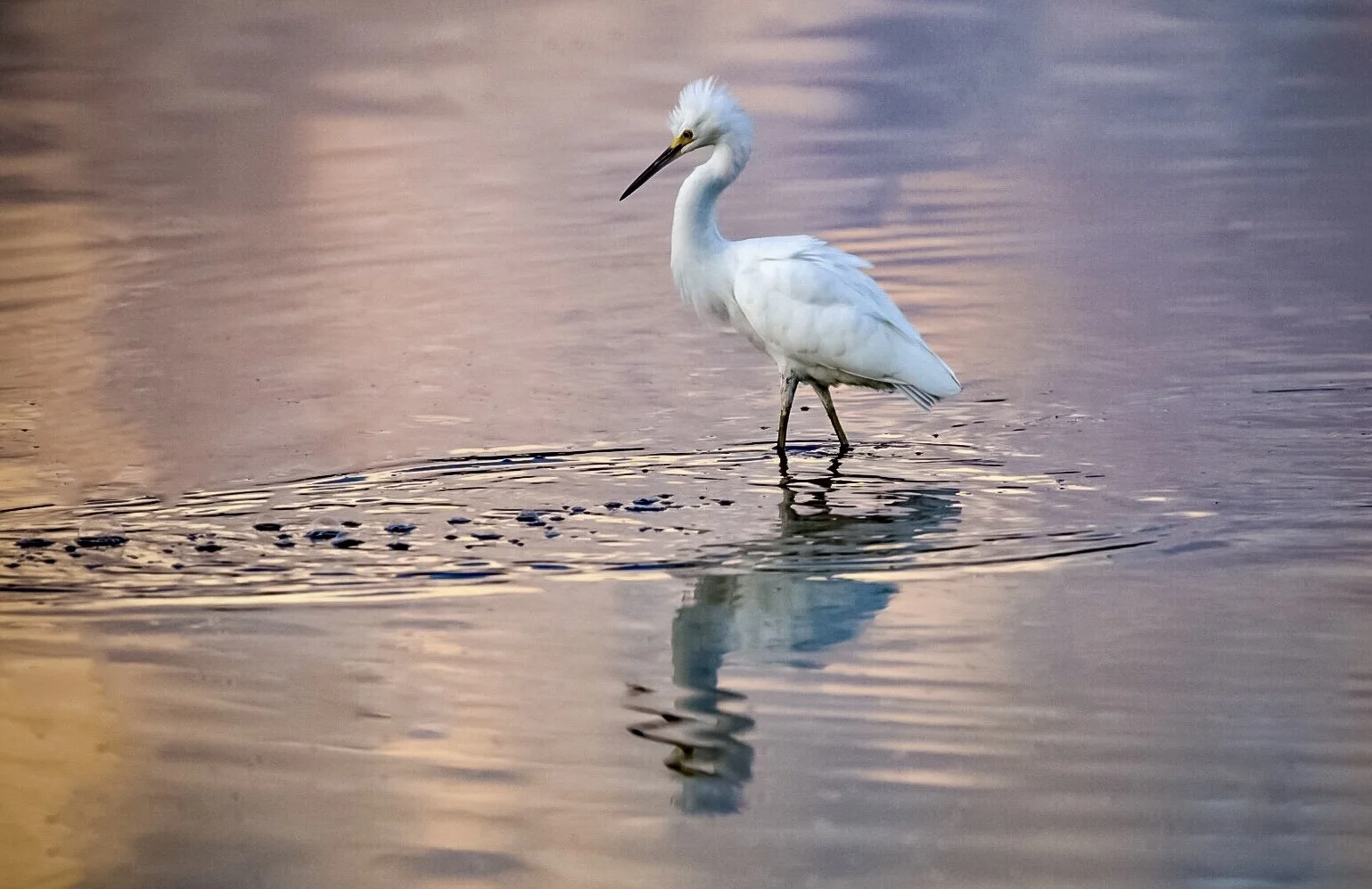 White Egret 38