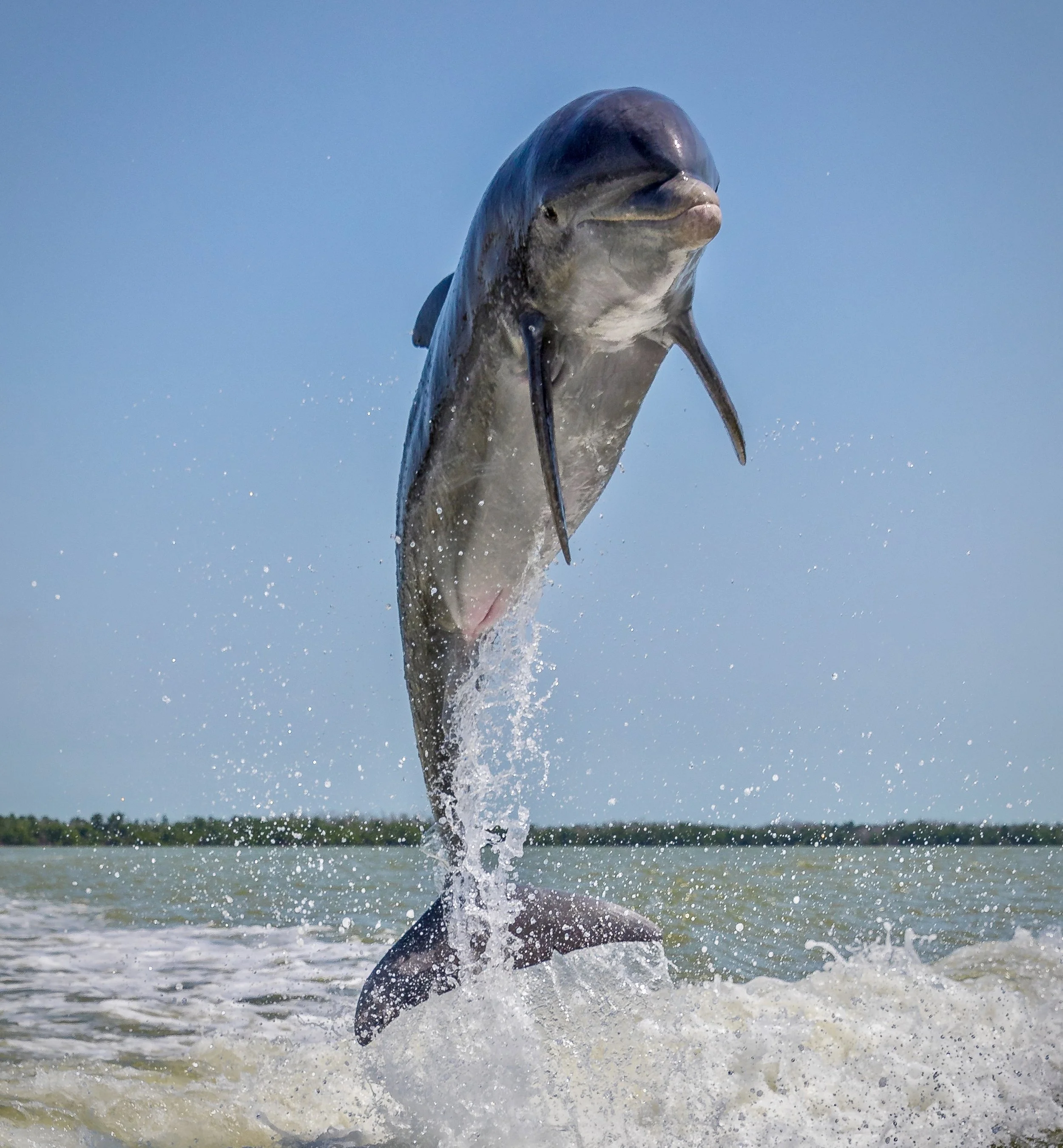 Dolphin 11