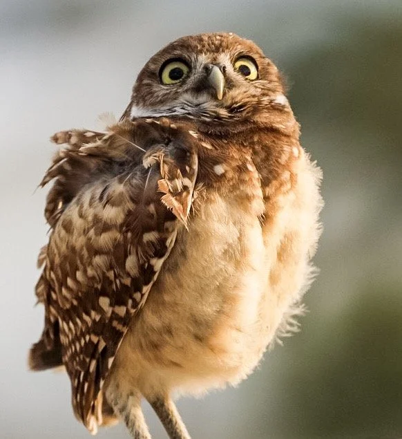 Burrowing Owl 23