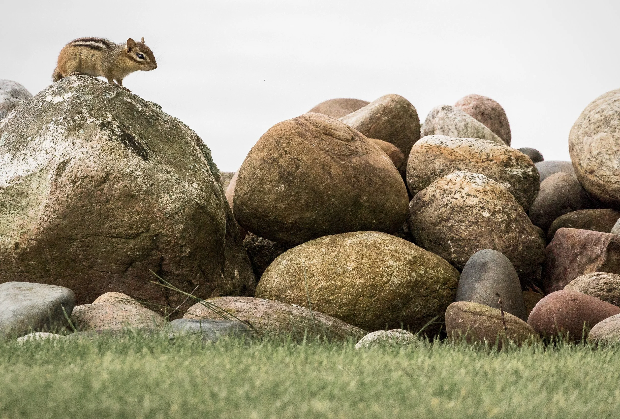 Squirrel 27