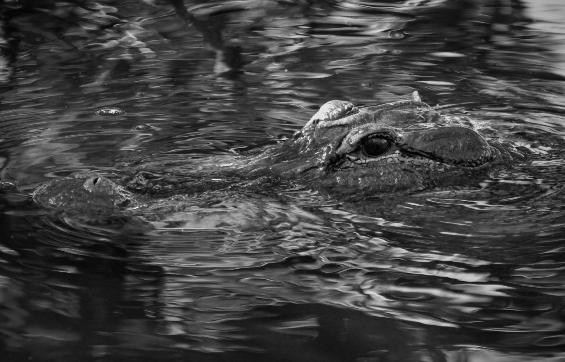Alligator 39