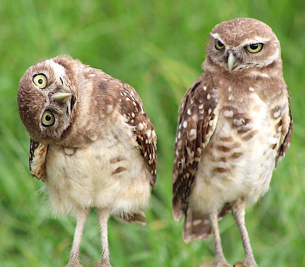 Burrowing Owls 10