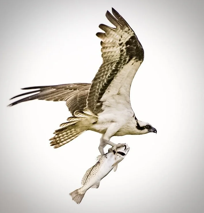 Osprey 44