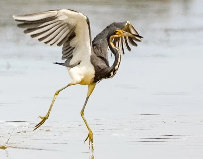 Tricolored Heron 75