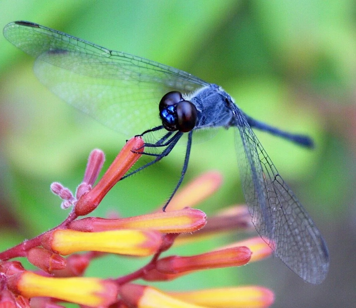 Dragonfly 40