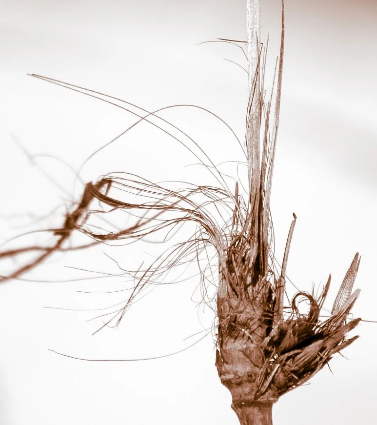 Sea Oats 3