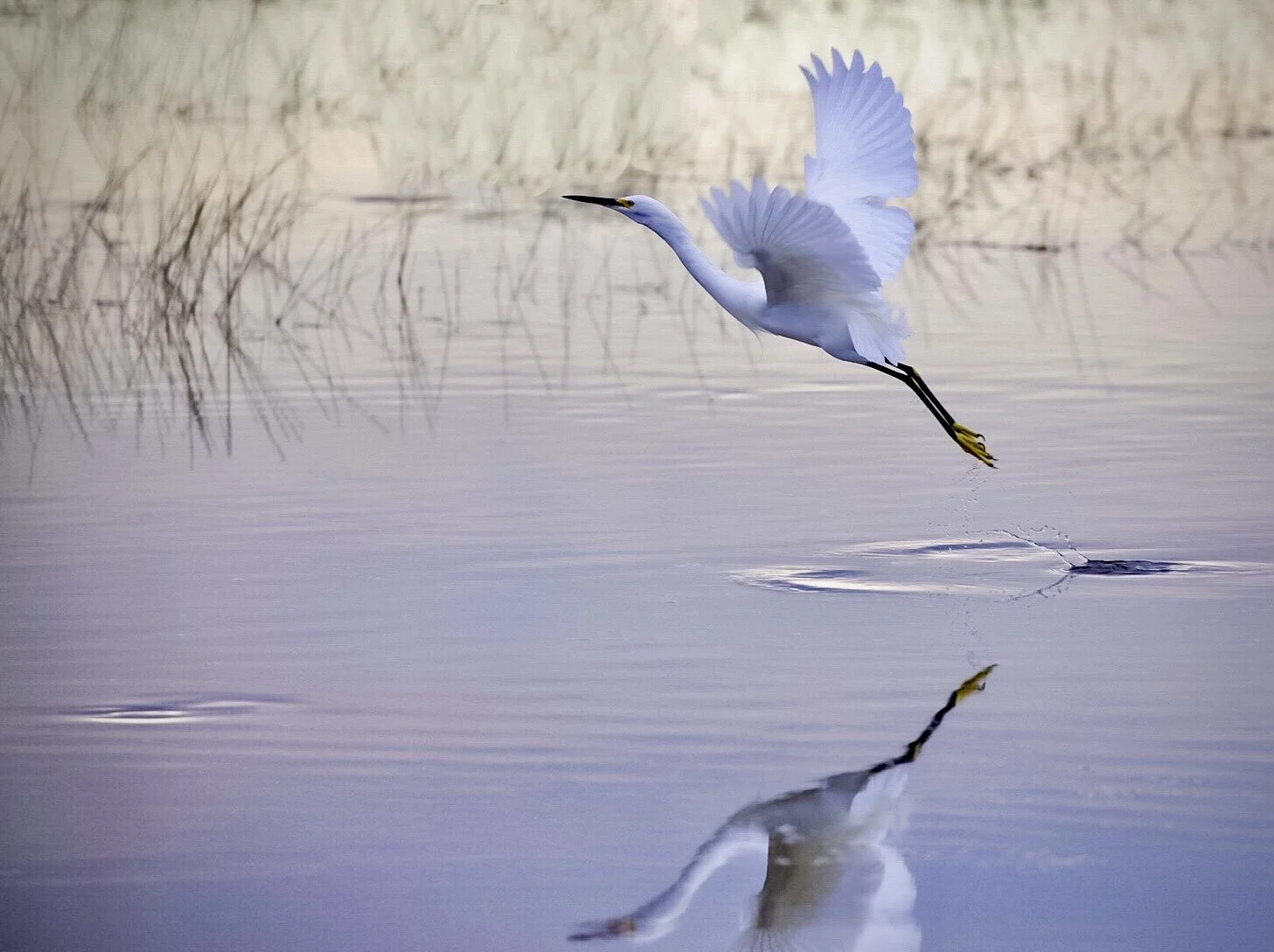 White Egret 7