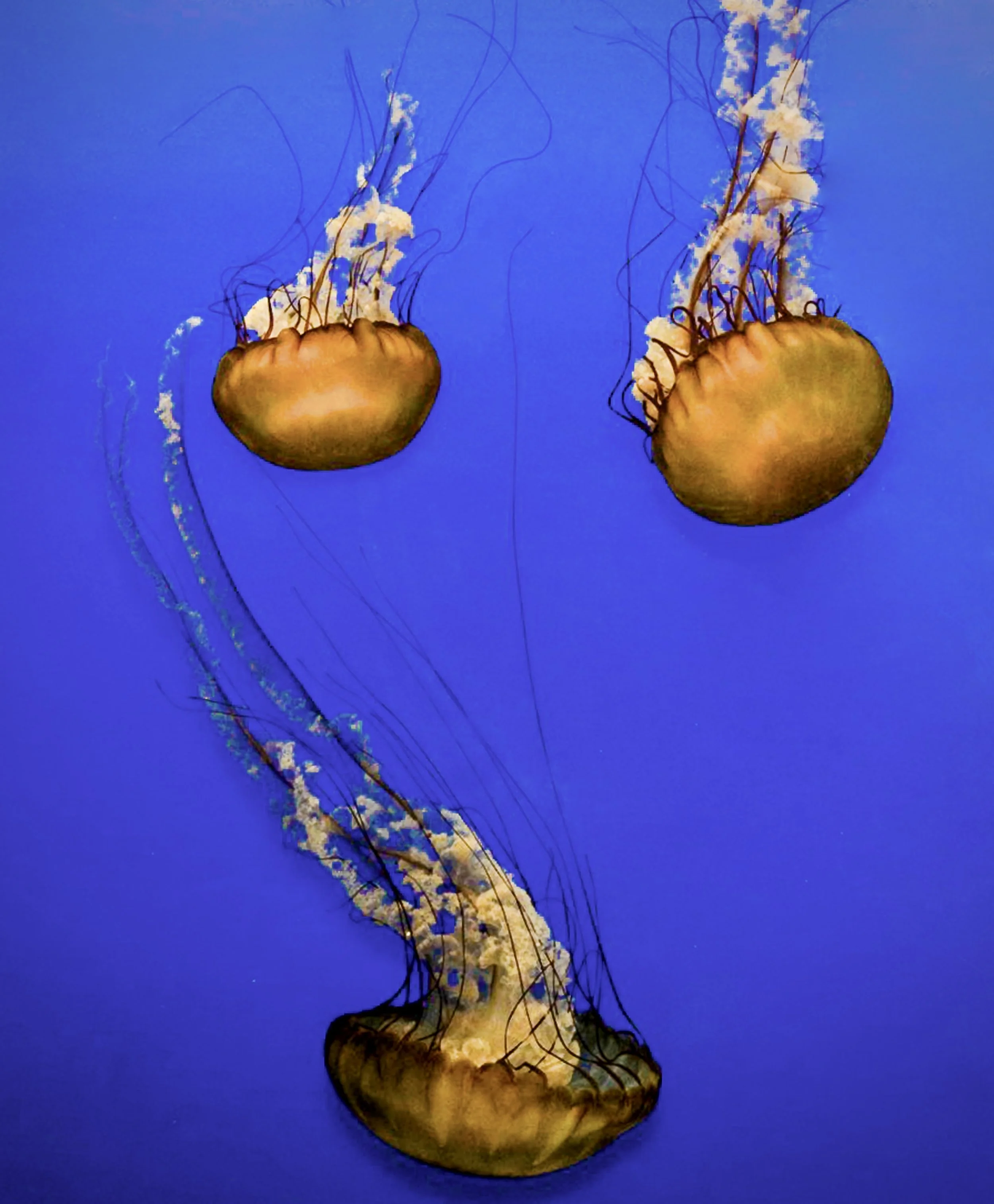 Jellyfish 10