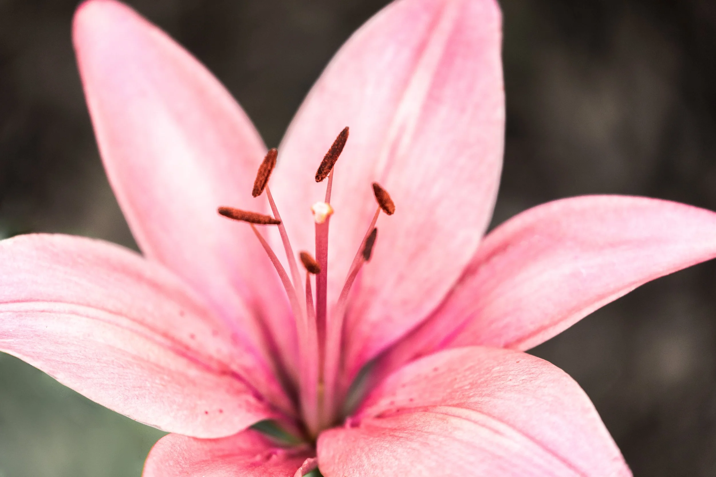 Asiatic Lily Flower 28