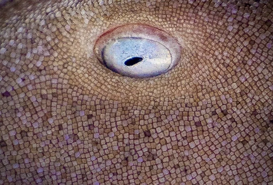 Nurse Shark Eye 6