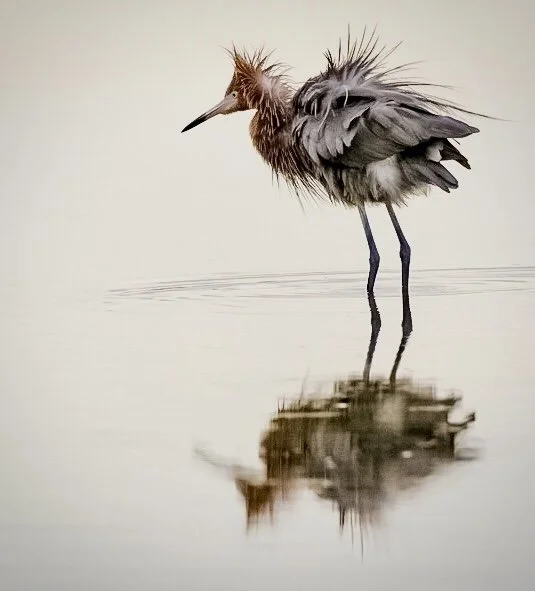 Reddish Egret 48