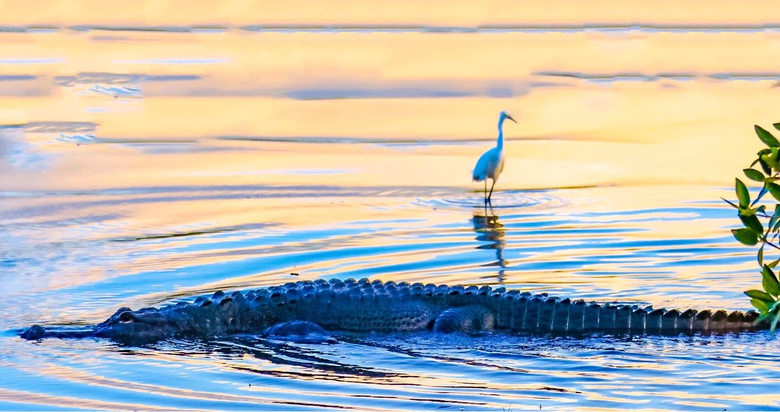 Sunset Reflection Alligator and Egret 9