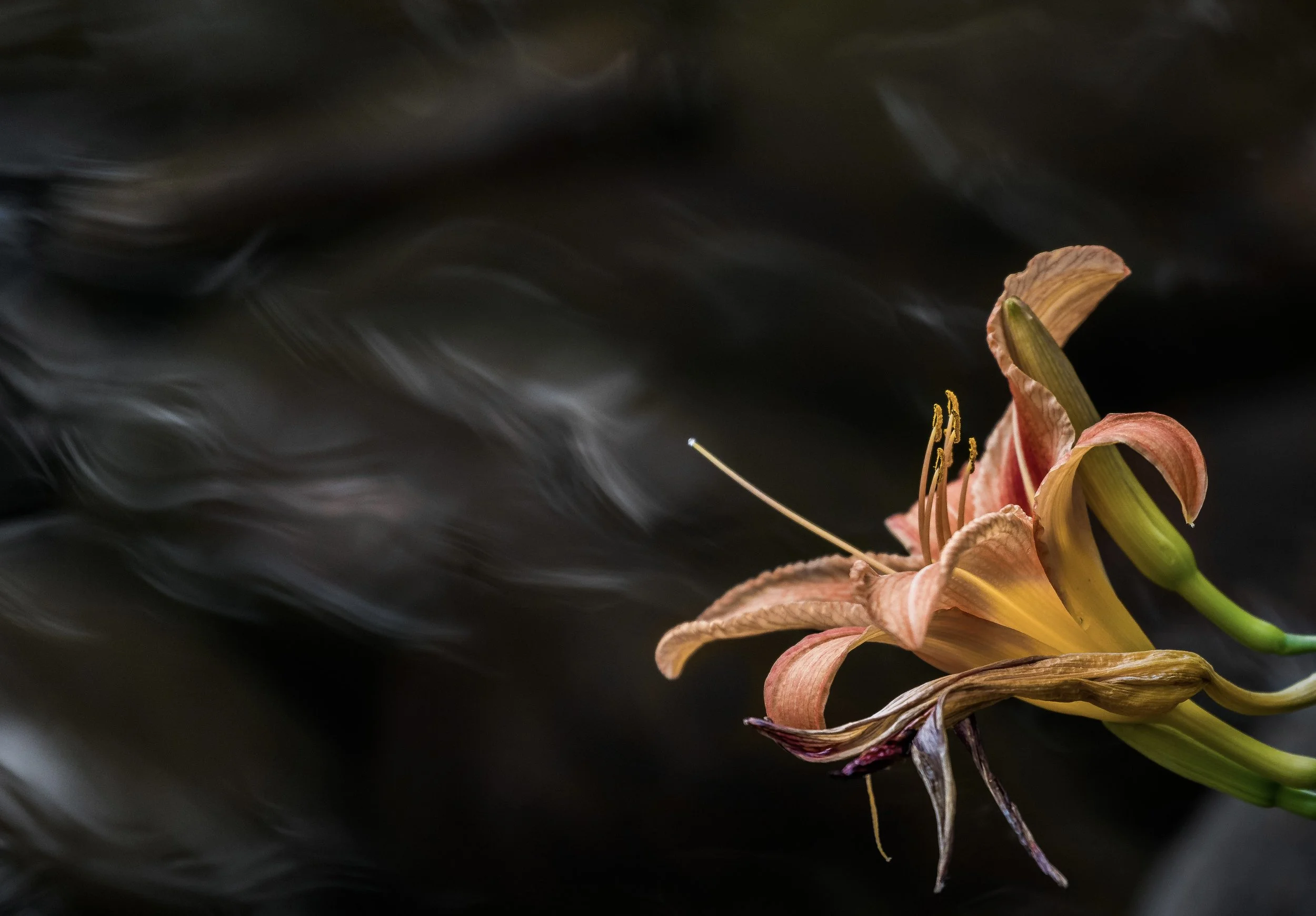 A close-up of a pink lily flower with curved petals and green stem against a blurred dark background.