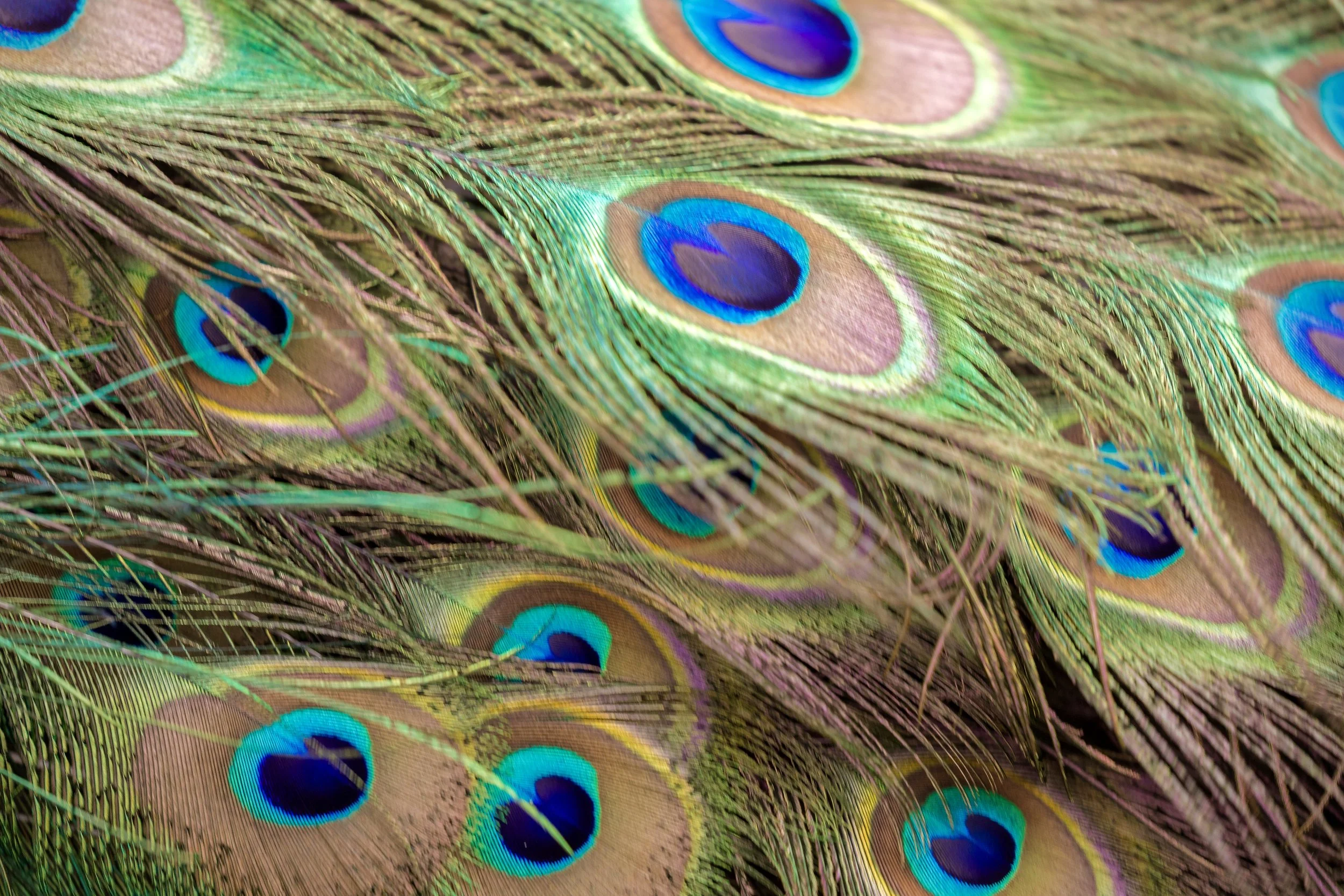 Peacock Feathers 21