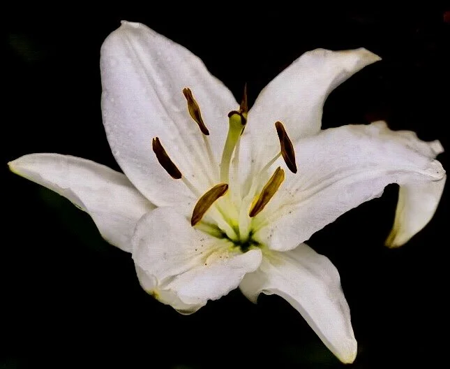 White Lily Flower 37