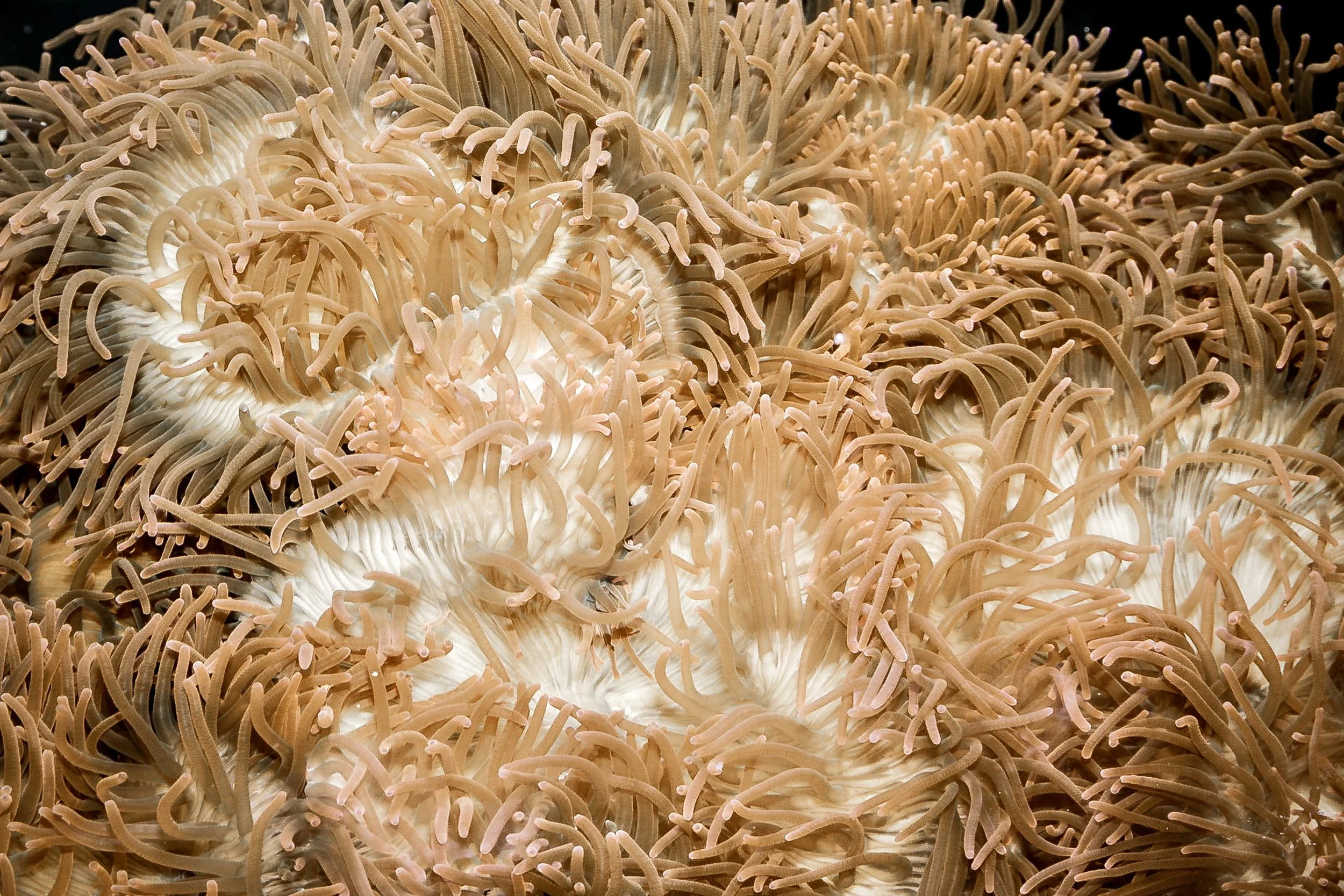 Sea Anemone 1