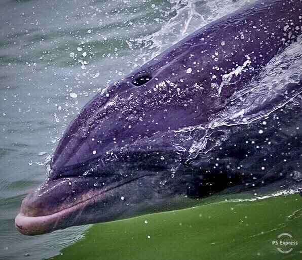 Close-up of a dolphin swimming underwater with water splashing around.
