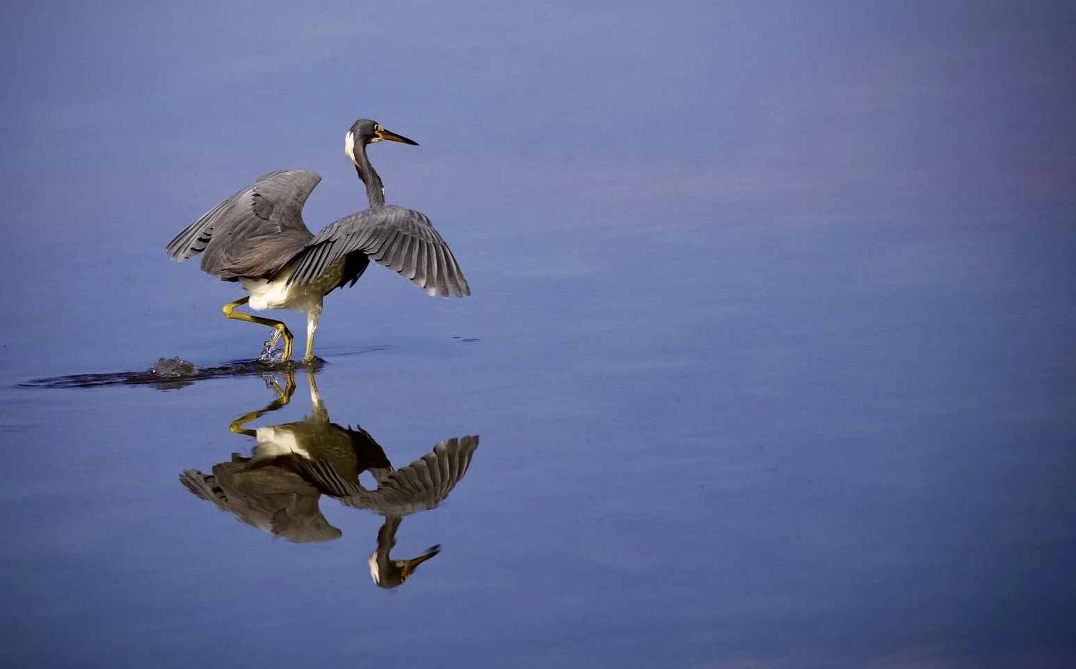 Tricolored Heron49
