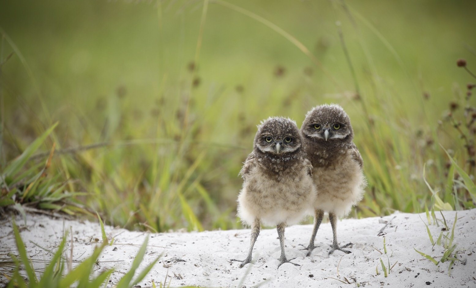 Baby Burrowing Owls 7