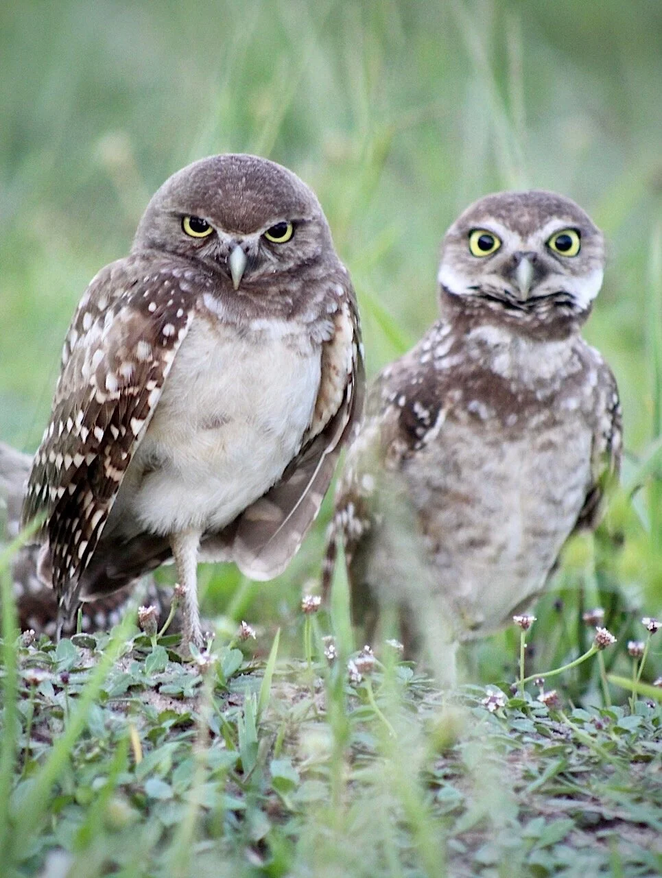 Burrowing Owls 8