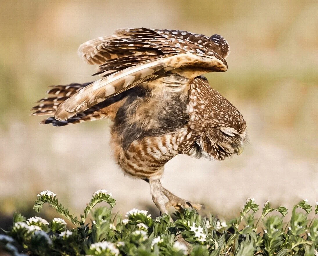 Burrowing Owl 31