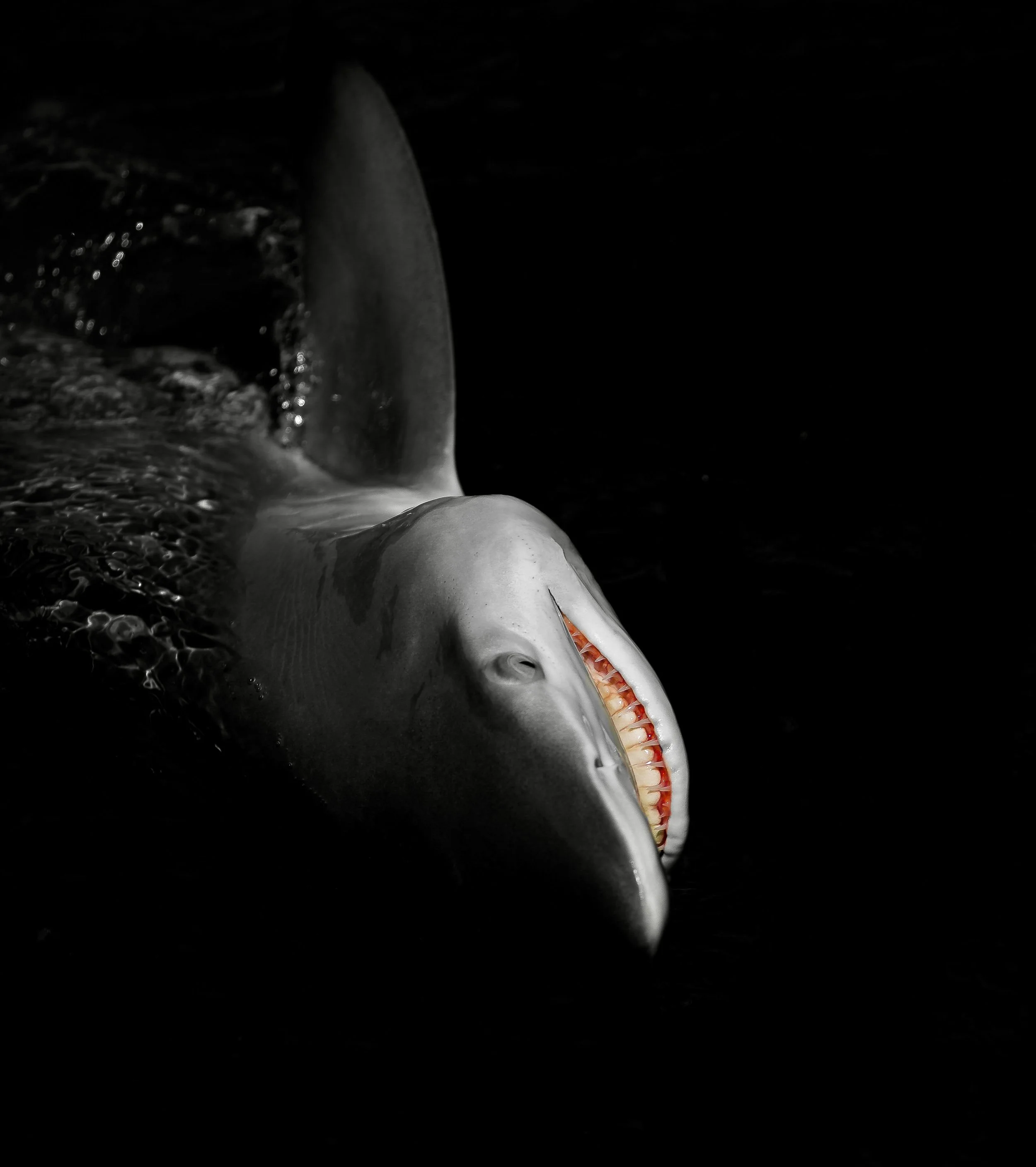 Lemon Shark 9