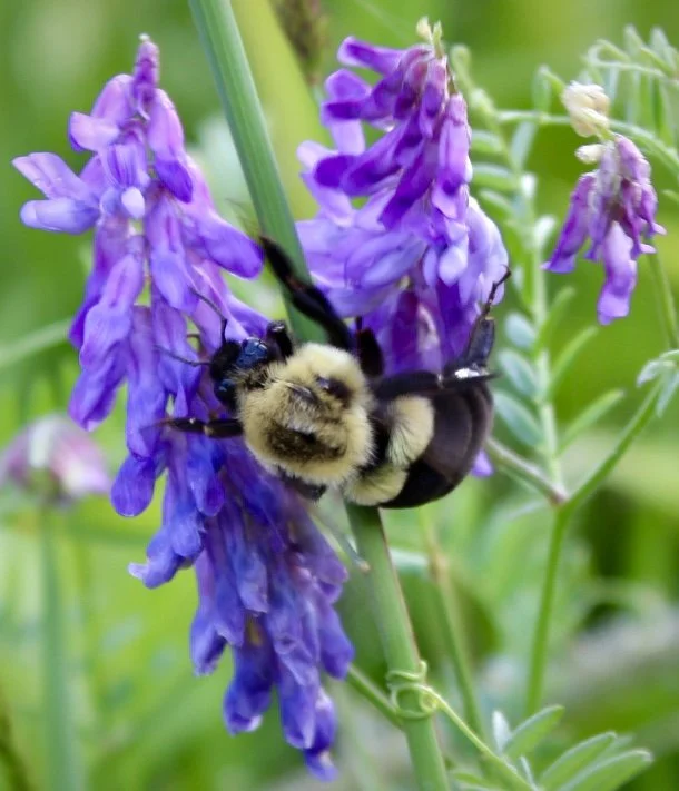 Bumblebee 13
