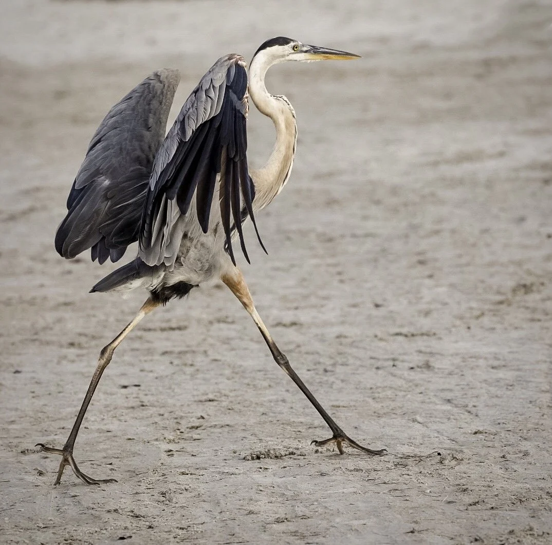 Great Blue Heron 8