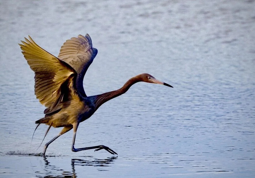 Reddish Egret 20