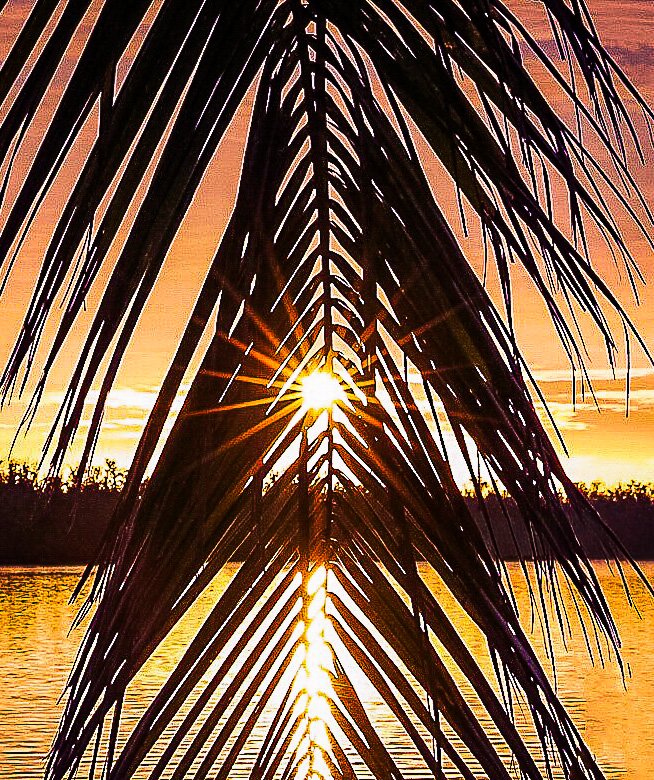 Palm leaves in front of a sunset over a body of water.